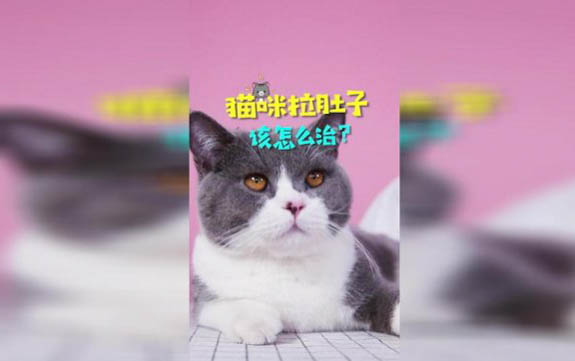 小貓體溫低怎么辦