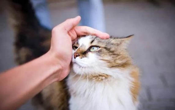 貓咪慢性腎衰竭晚期癥狀