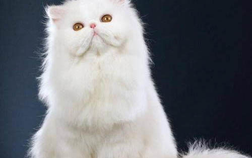 小貓肺炎不吃東西能喂點什么