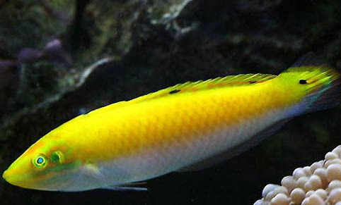 養斑馬魚要放水草嗎