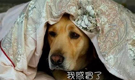 養狗需要辦什么證？
