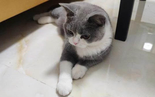 貓咪口炎怎么辦