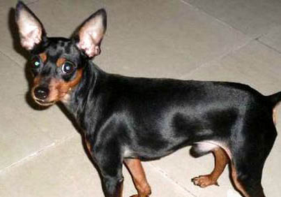 迷你杜賓犬幼犬多少錢一只
