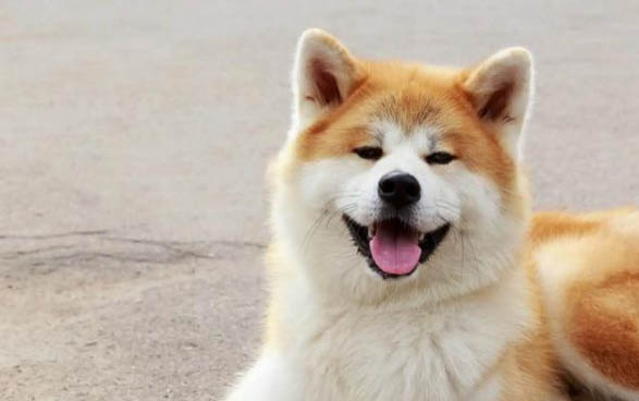 日本秋田犬和柴犬有什么區(qū)別