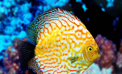 七彩神仙魚繁殖周期