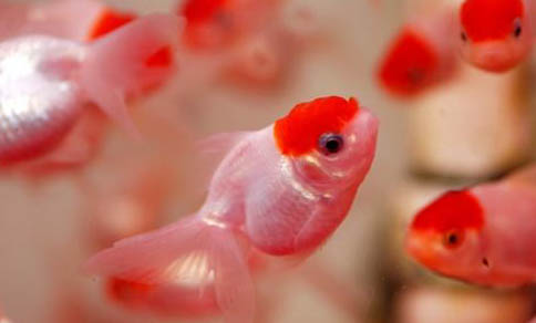 金魚多久可以長大