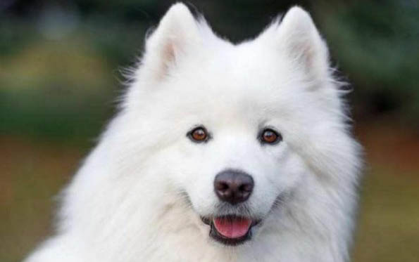 狗狗安樂死的藥在哪里買？