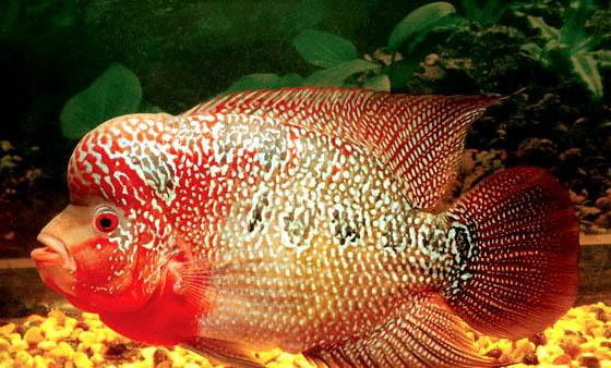 羅漢魚縮頭原因及處理方法