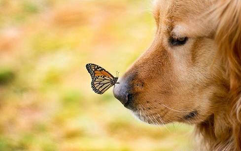 狗生死胎的四種原因及處理方法
