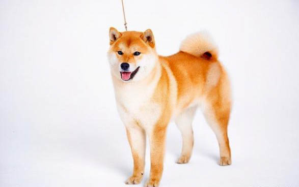 狗狗的年齡相當于人的幾歲啊？