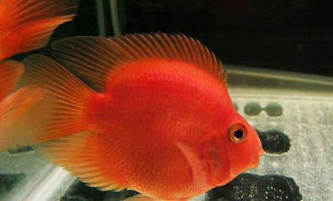 魚缸過濾棉越多越好嗎