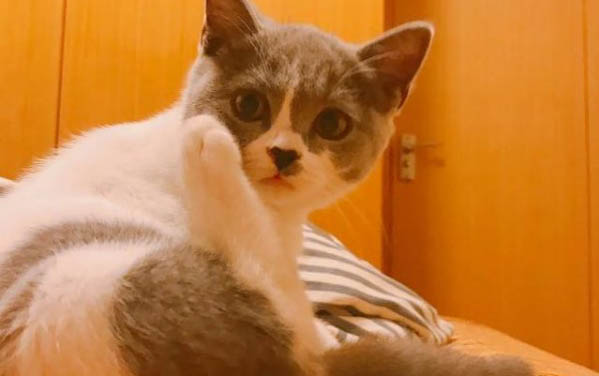 貓為什么黏人