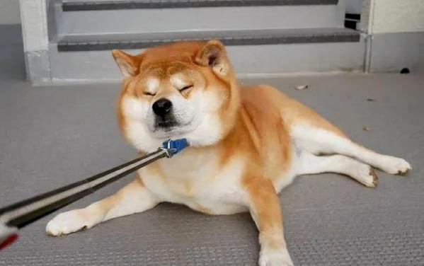 狗挖了一下需要打針嗎
