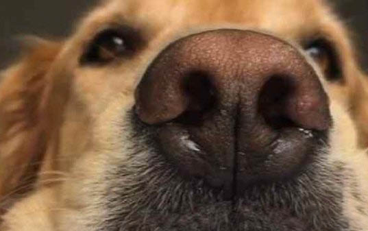狗狗如何預防感冒