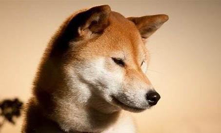 秋田犬和柴犬哪個(gè)好