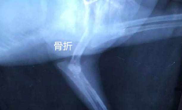 為什么有些狗狗不愛吃奶呢