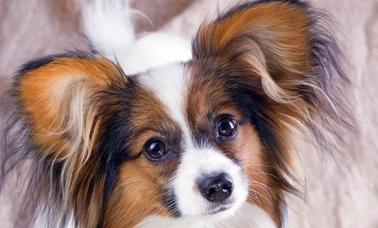 蝴蝶犬好養嗎？