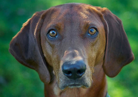 樹叢浣熊獵犬眼睛有眼屎是什么原因引起的