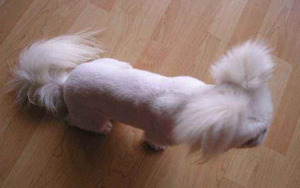 狗狗懷孕了都會有什么癥狀？