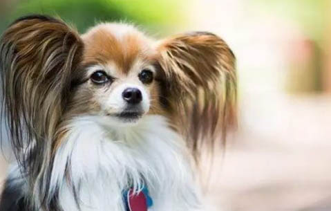 虎斑犬品相好的標準