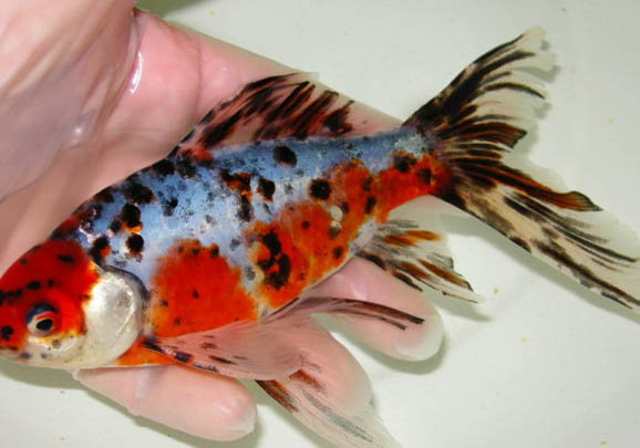 草金魚和什么混養