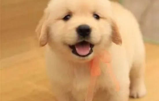 金毛犬一個(gè)月吃多少