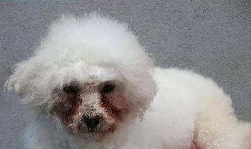 狗狗可以吃榴蓮不