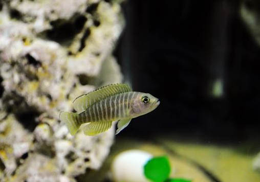 黑翅斑馬魚好養(yǎng)嗎