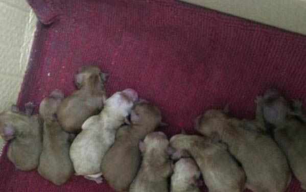 狗能不能吃柚子皮