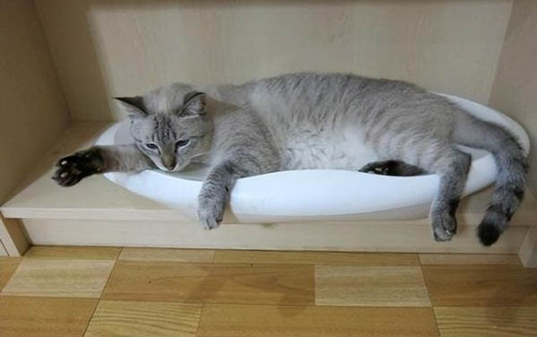 貓品種大全