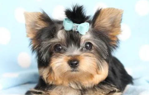 約克夏犬優缺點分別是?