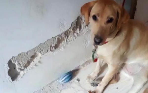 狗狗犬窩咳和支氣管炎是什么原因造成的