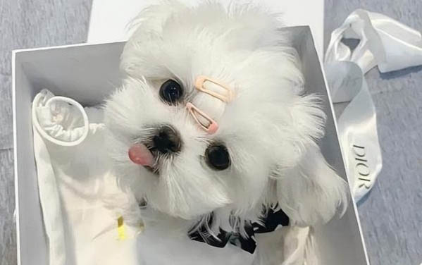 狗狗四腳朝天扭動的原因及處理方法