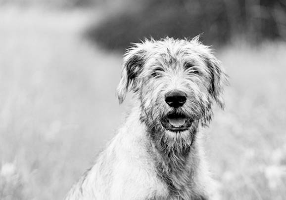 蘇俄獵狼犬的壽命一般是多久