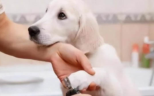 狗狗身上蜱蟲哪里來的