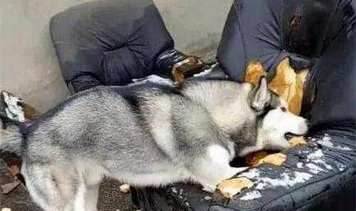 為什么狗狗會咬爪子