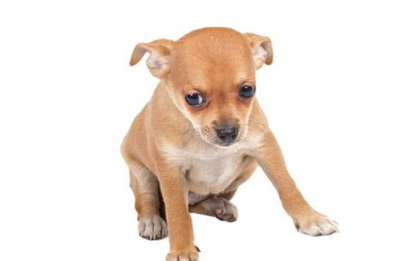 如何判斷家里有沒有犬瘟病毒