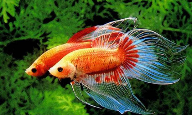 斗魚多久喂一次