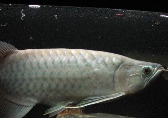 孔雀魚難產的原因