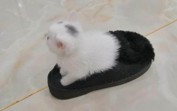 貓咪腹式呼吸能活多久