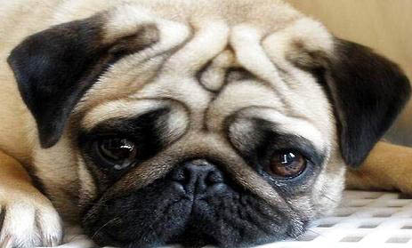 很少人養(yǎng)巴哥犬的原因