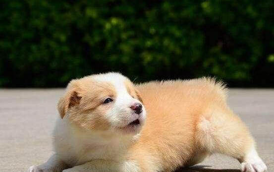 如何選擇邊牧幼犬狗糧