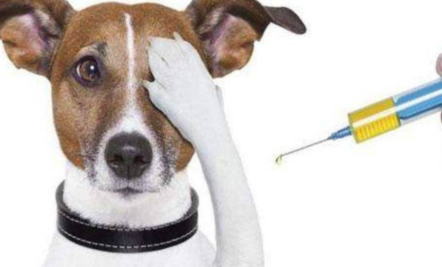 狗懷孕多少天生小狗正常