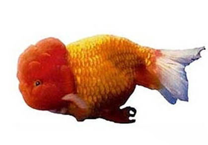 為什么金魚脫魚鱗