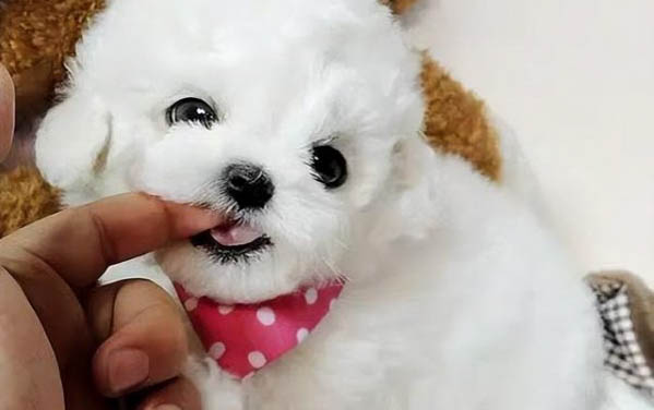 幼犬狗狗多久不拉屎正常