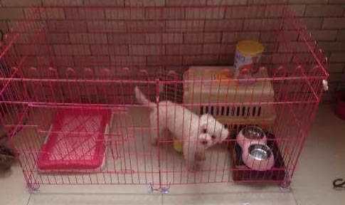 狗狗貧血的癥狀表現有哪些