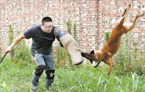 德牧懷孕有哪些表現