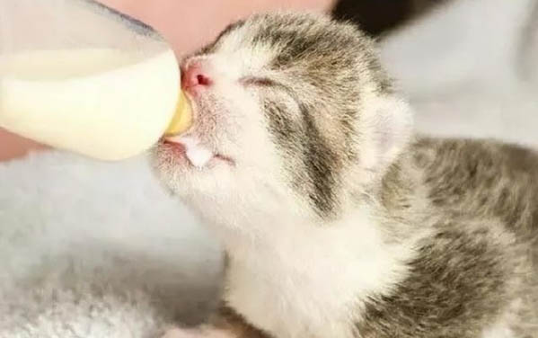 小貓后腿畸形可以恢復嗎