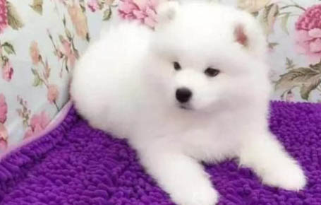 狗狗溫度多少正常體溫是正常的