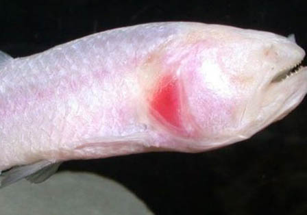 龍魚受驚不吃食怎么辦